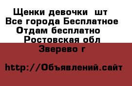 Щенки девочки 4шт - Все города Бесплатное » Отдам бесплатно   . Ростовская обл.,Зверево г.